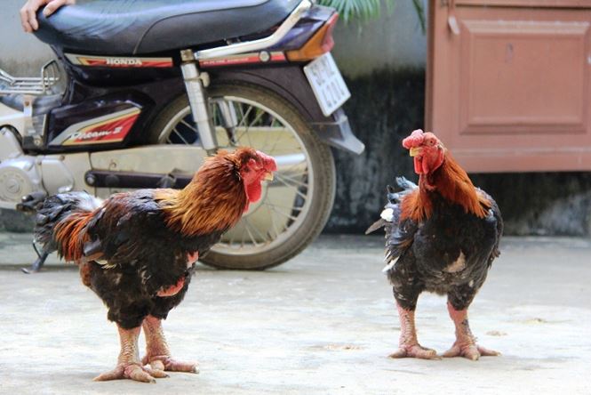 Gà Đông Tảo giá chục triệu cháy hàng ở Sài Gòn